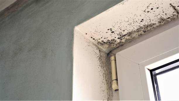 Best Flood Damage  in West Bishop, CA
